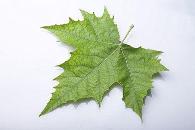 XSX造型冰箱更多图片曝光 今年圣诞假期发售